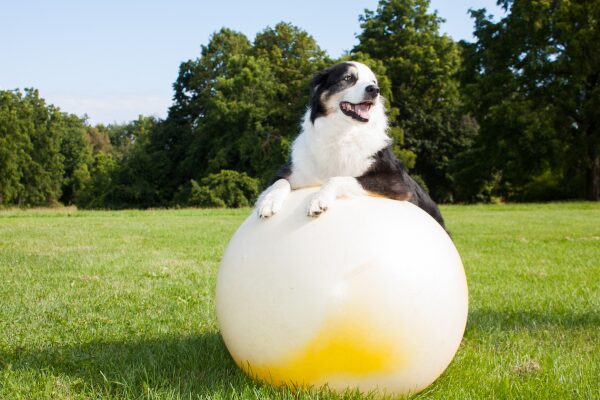 Treibball Hunde