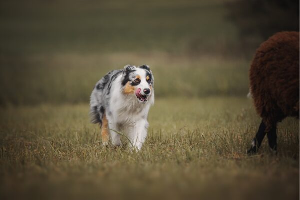 Treibball für Hunde