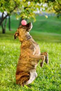 Hund jongliert mit einem Ball