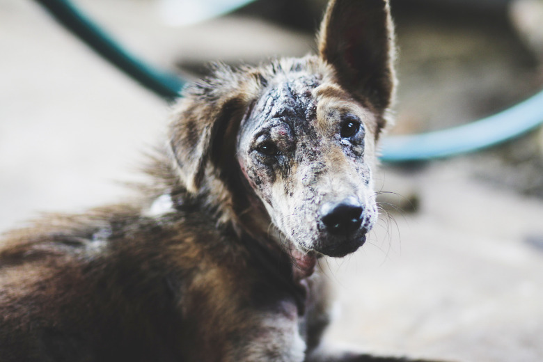 Ein Hund mit Flecken in seinem Fell durch trockene haut