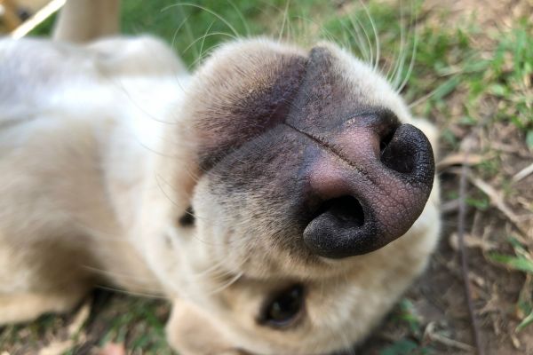 Trockene Nase Hund - Hund liegt auf dem Rücken mit Kamerafokus auf seine Nase.