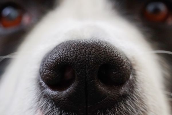 Trockene Nase Hund - Hundenase im Closeup