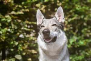 Tschechoslowakischer Wolfshund in der Natur