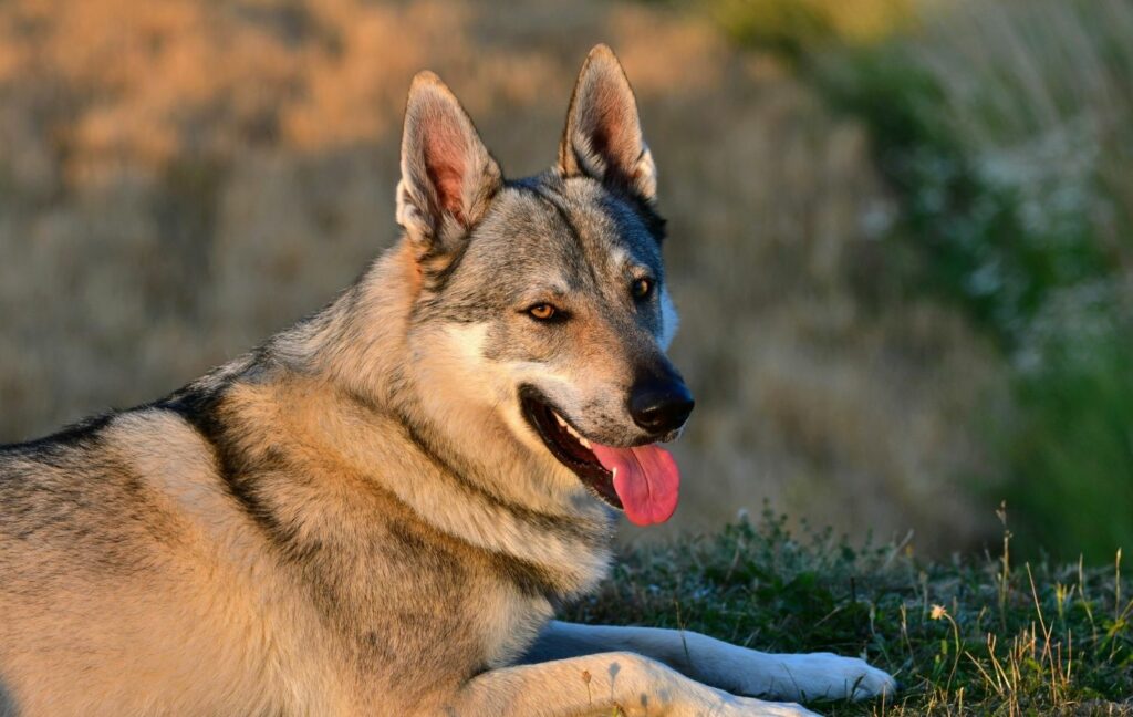 Tschechoslowakischer Wolfshund