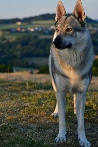 Tschechoslowakischen Wolfshundes von Vorne