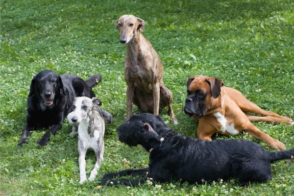 Gemischte Hundegruppe auf einer Wiese.