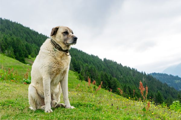 Großer. heller Hund sitzt auf einer Gebirgswiese.