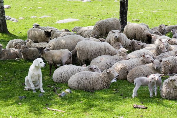 Weißer Hund sitzt in Schafsherde.