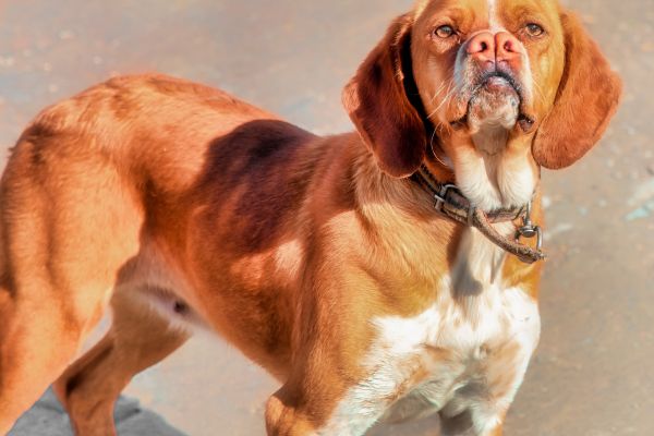 Braun-weißer Hund mit gespaltener Nase.