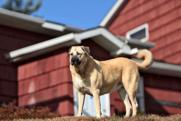 Großer heller Hund steht vor einem Haus.