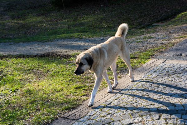 Heller, großer Hund läuft über eine Straße