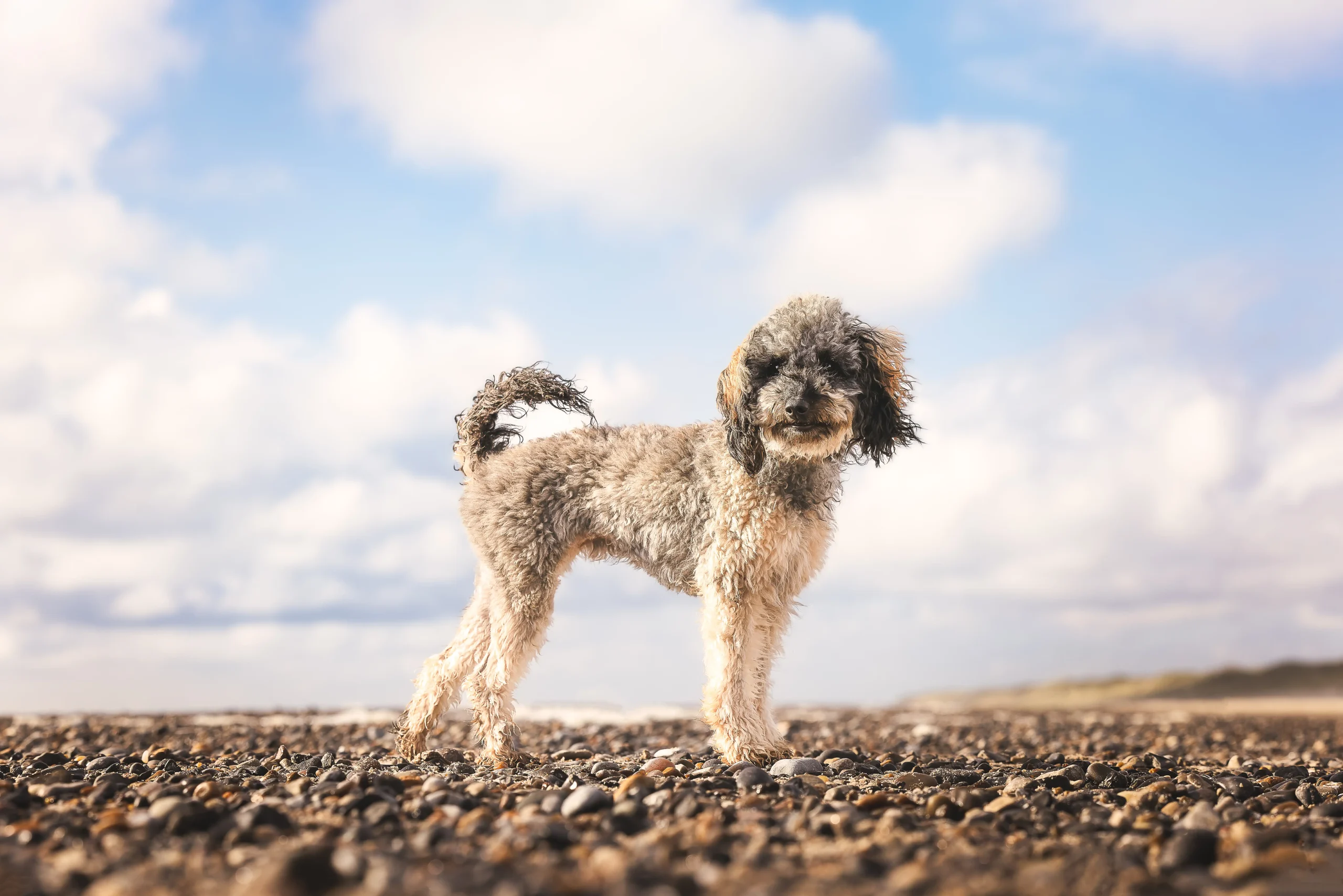 Urlaub_mit_Hund