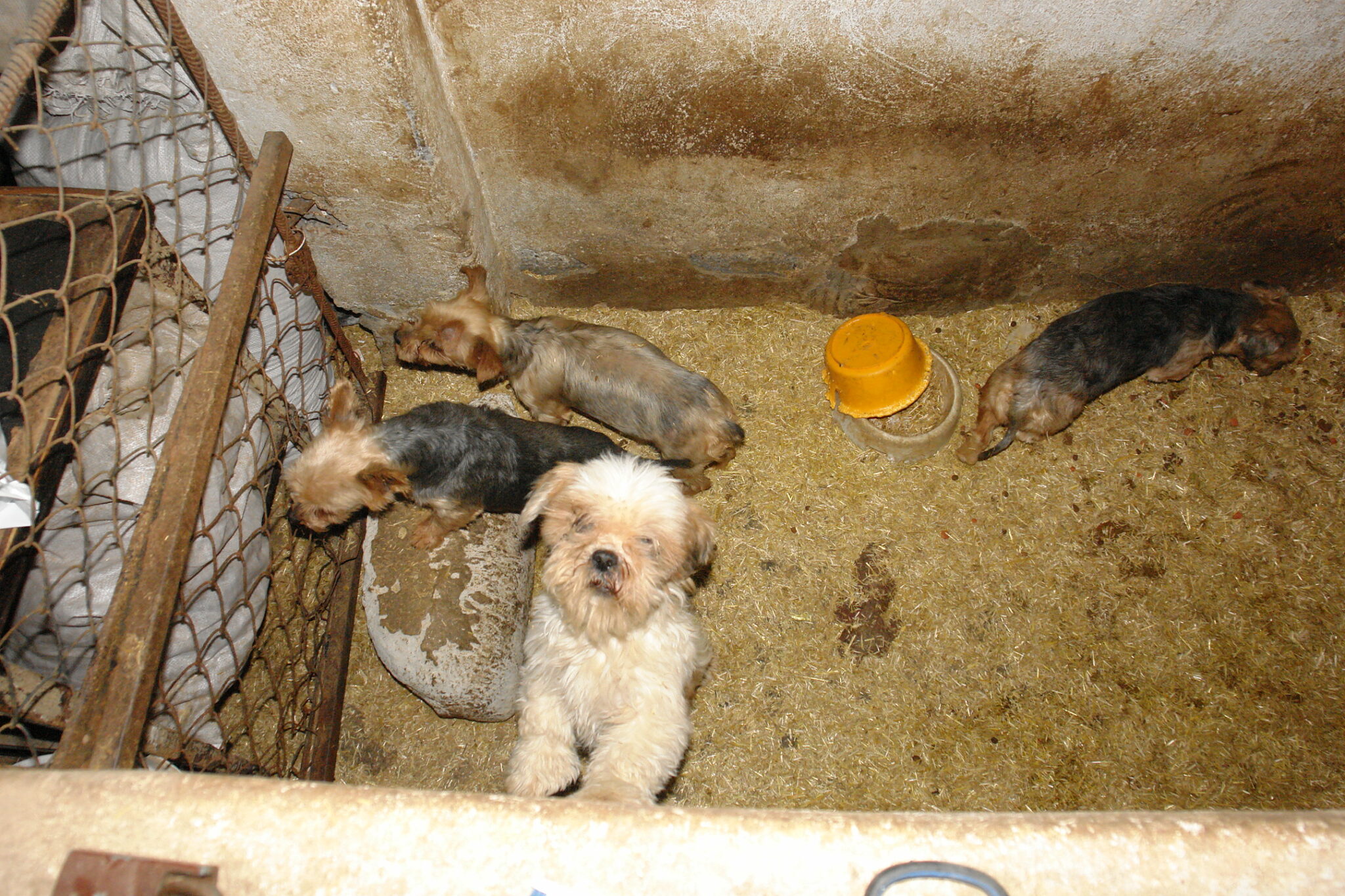 Illegaler Welpenhandel - Das hat es mit Kofferraum-Welpen auf sich