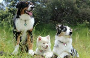 Wie alt werden Hunde: Lebensdauer verschiedener Hunderassen