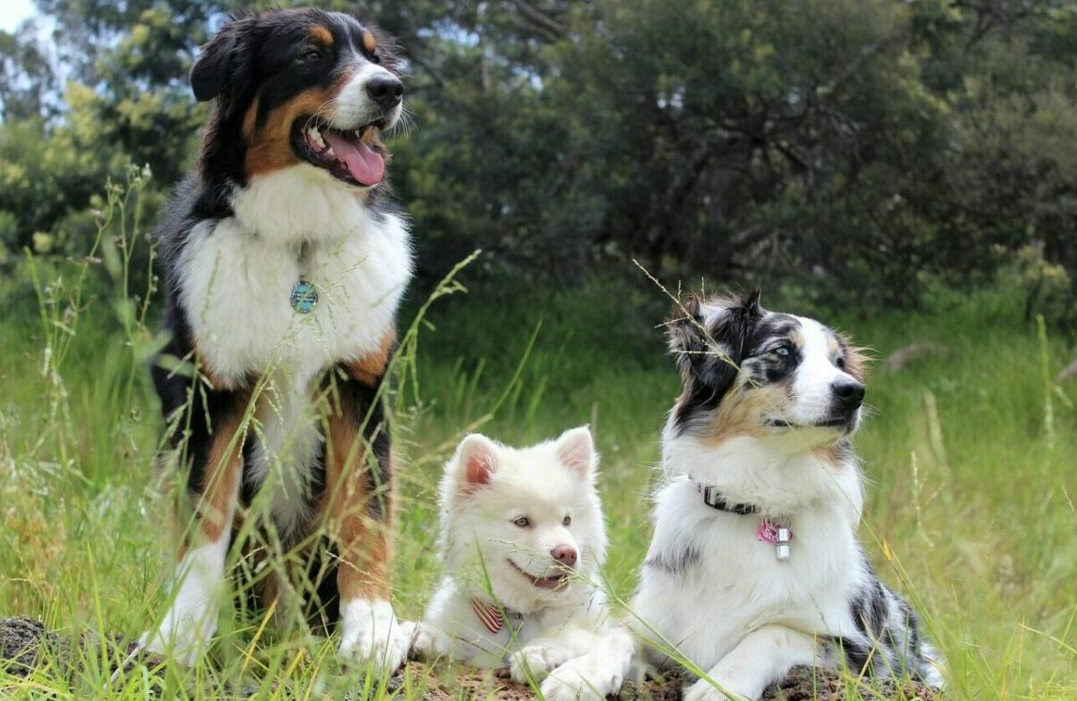 hunderassen-von-a-bis-z-mit-bild-edogs-magazin
