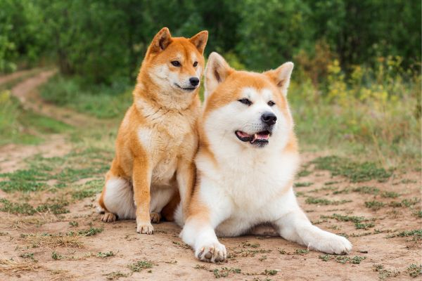 Wachhunde: Zwei Akita Inu liegen nebeneinander