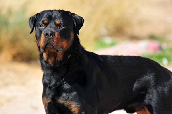 Wachhunde: Rottweiler schaut in Kamera