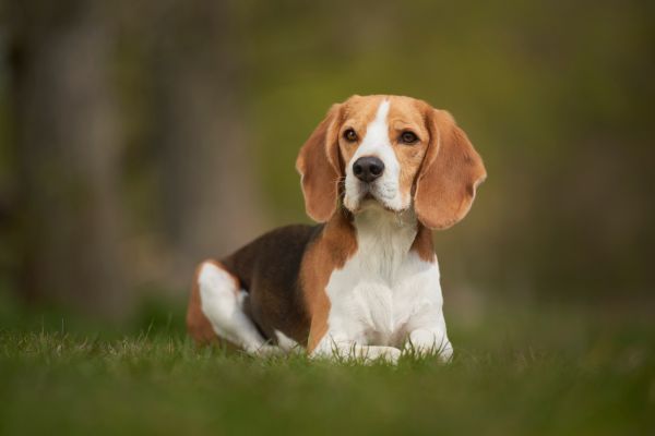 Wachhunde: Beagle schaut in die Kamera