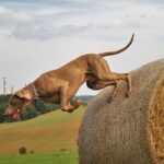 Weimaraner im Sprung