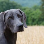 Weimaraner schaut in die Ferne