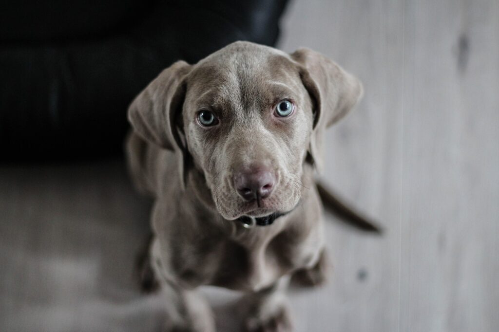 Weimaraner