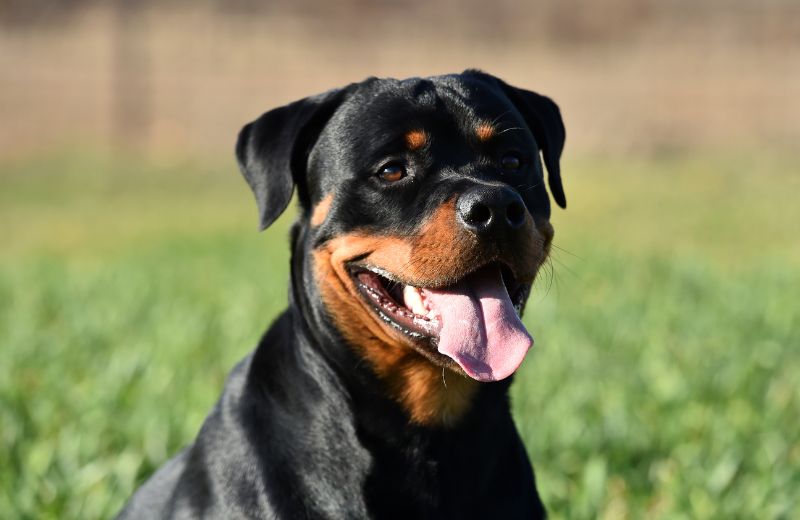 Wesenstest beim Hund: Rottweiler sitzt auf Wiese