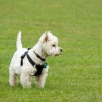 West Highland Terrier