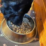 Erfahrungen mit dem Futter von VegDog
