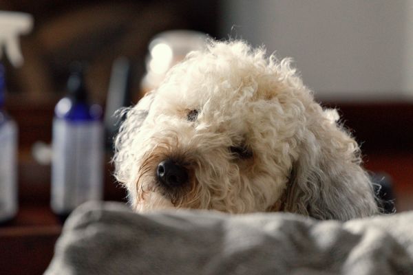 Whoodle