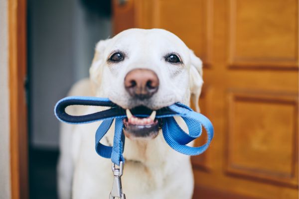 Wie oft muss ein Hund raus - Hund mit Leine im Maul.