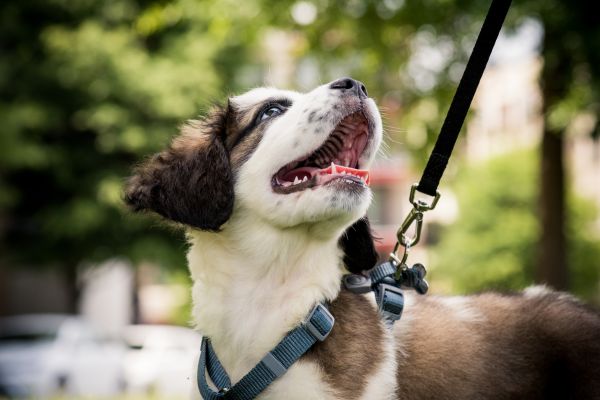 Wie oft muss ein Hund raus - Hund an Leine blickt zu Besitzer auf.