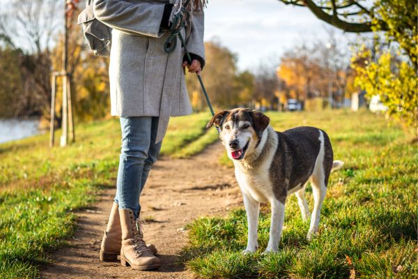 Wie oft muss ein Hund raus - Hund an Leine mit Besitzer auf Weg.