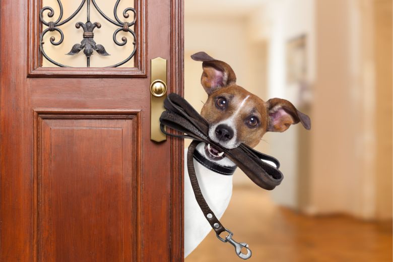 Wie oft muss ein Hund raus? I edogs Magazin