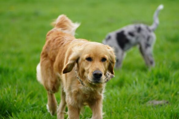 Anatomie Beim Hund Von Kopf Bis Rute I Edogs Magazin Anatomie Beim Hund Von Kopf Bis Rute I Edogs Magazin