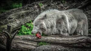 Wolf am Essen