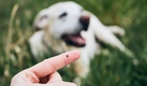 Reiseapotheke Hund - Eine Zecke auf einem Finger, im Hintergrund liegt ein Hund im Gras