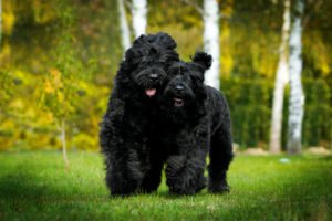 Zwei Russische Schwarze Terrier auf einer Wiese