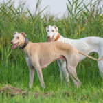 Windhunde: Zwei Chart Polskis in der Natur