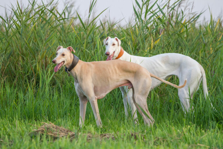 Windhunde von A bis Z