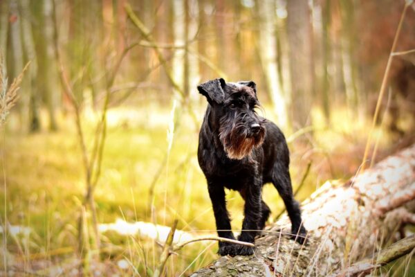 Schwarzer Zwergschnauzer auf einem Baumstamm im Wald