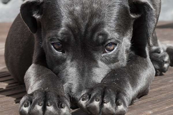 Hund fühlt sich unwohl und liegt auf einem Holzboden
