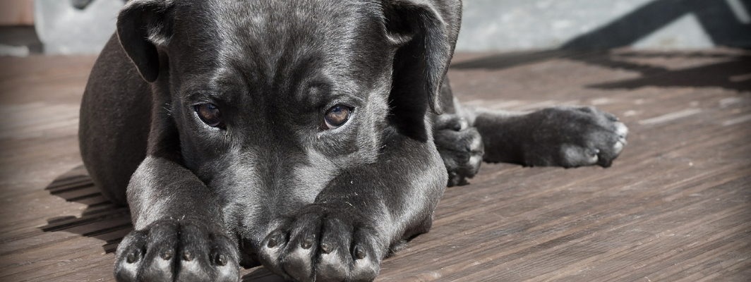 Hund fühlt sich unwohl und liegt auf einem Holzboden