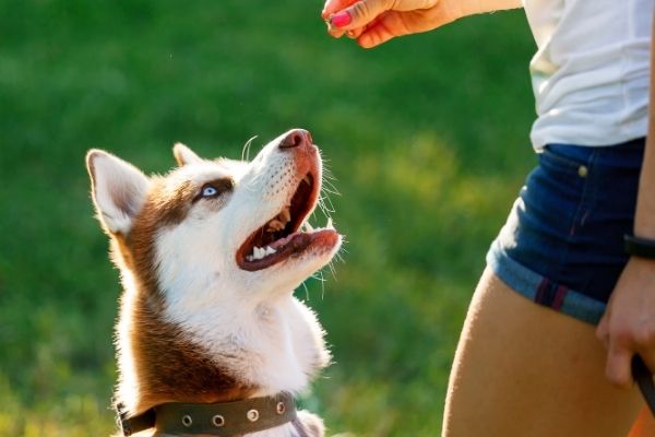 Abbruchsignal Hund: Welpe bekommt Leckerli