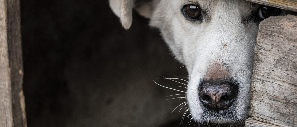 Ängstliche Hunde CBD lindert Angst und Unruhe edogs
