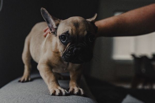 Silvester mit Hund - Mit weniger Stress ins neue Jahr | edogs Magazin