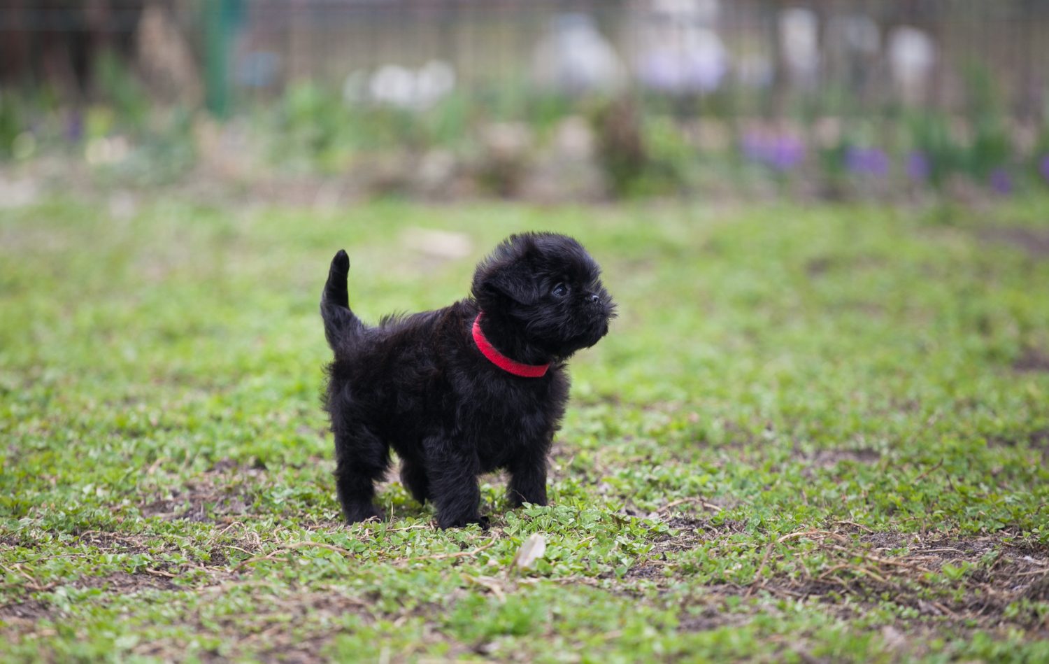 Affenpinscher auf Wiese