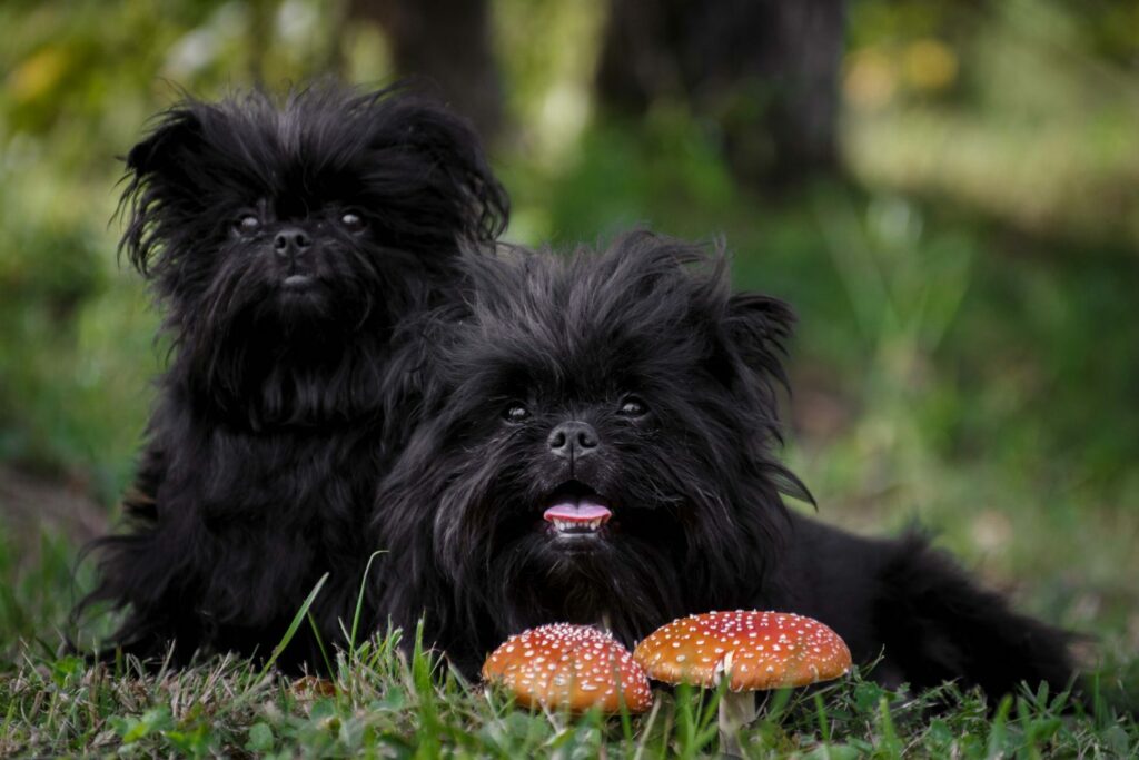 Zwei Affenpinscher