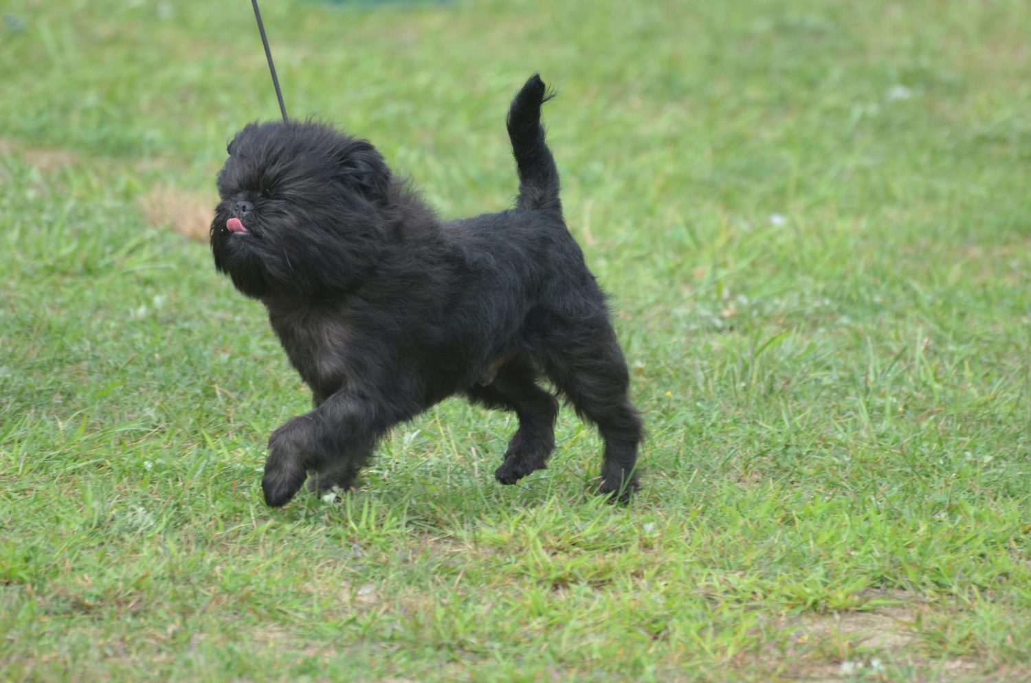 Affenpinscher - Auslauf an der Leine