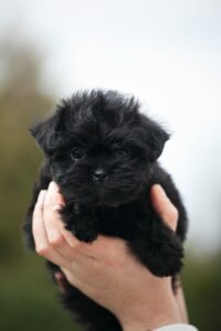 Affenpinscher Welpe