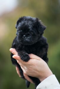 Affenpinscher Welpen